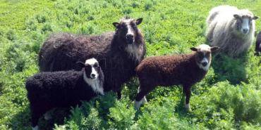 Schaffelle - Natürliche Schaffelle sind unser Lieblingsprodukt, bereitgestellt von der Natur selbst!